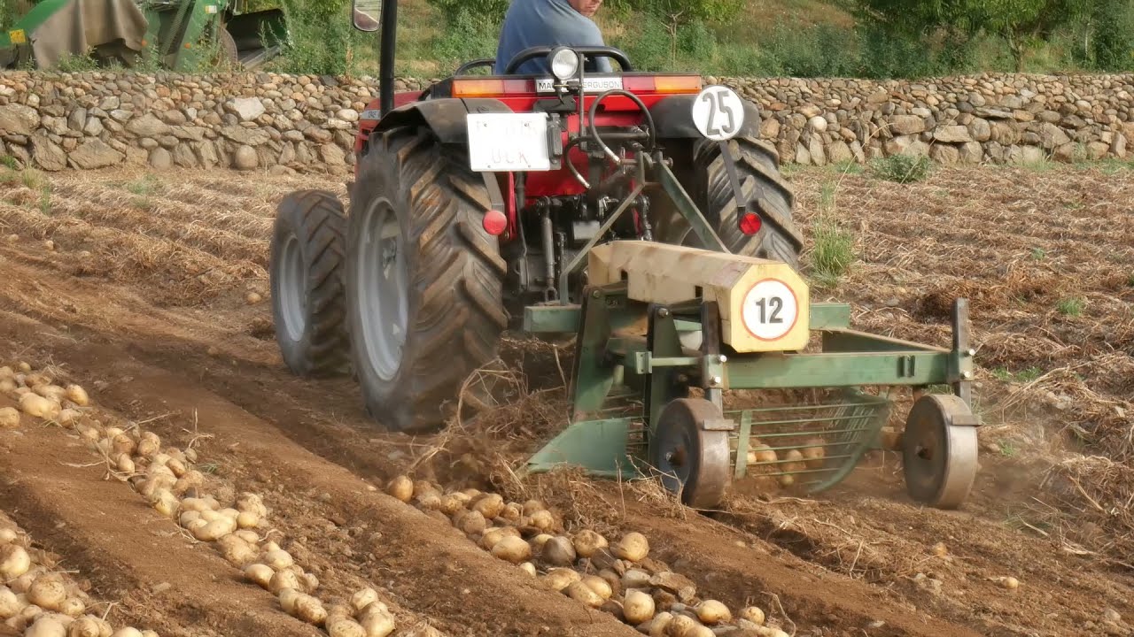 Cosecha de patatas en el pirineo | Hort del Xavi