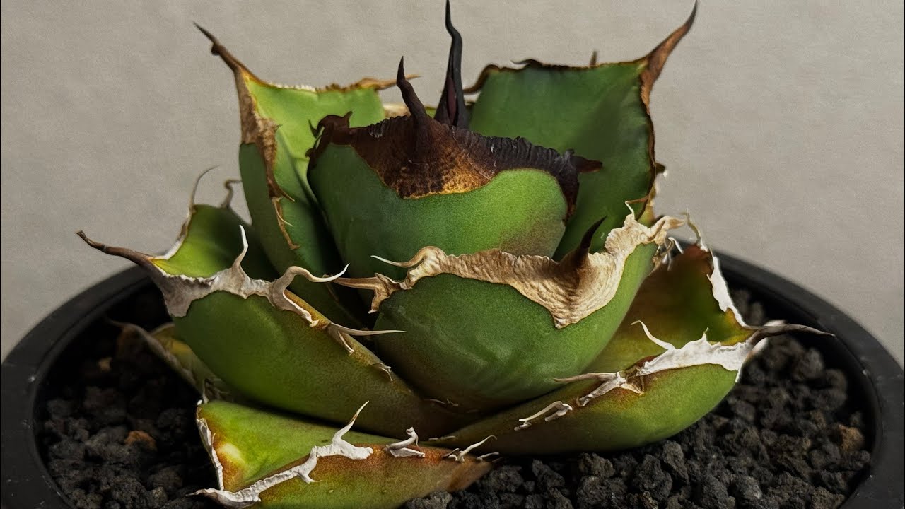 20260112 アガベ・チタノタ 黒豹（小株）-062｜agave titanota black panther