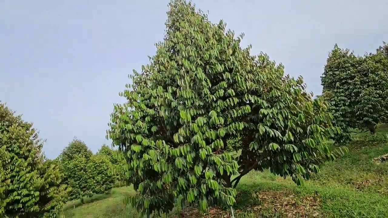 CÁCH TRỒNG SẦU RIÊNG TRÊN ĐẤT CÁT 70-80%- VỚI TT THÌ KHÔNG CÓ ĐẤT NÀO XẤU: 0918 456 457-0375 456 457