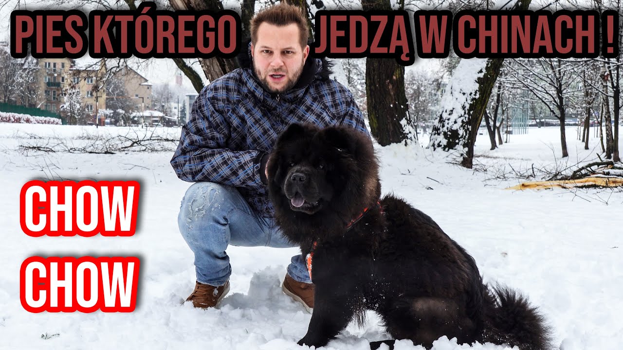 CIEKAWOSTKI O HODOWLI CHOW CHOWA W DOMU