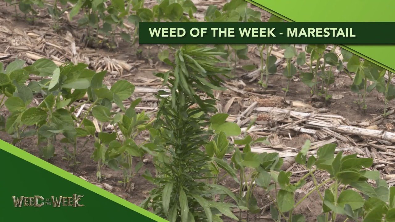 Weed of the Week #1152 Marestail (Air Date 5-3-20)