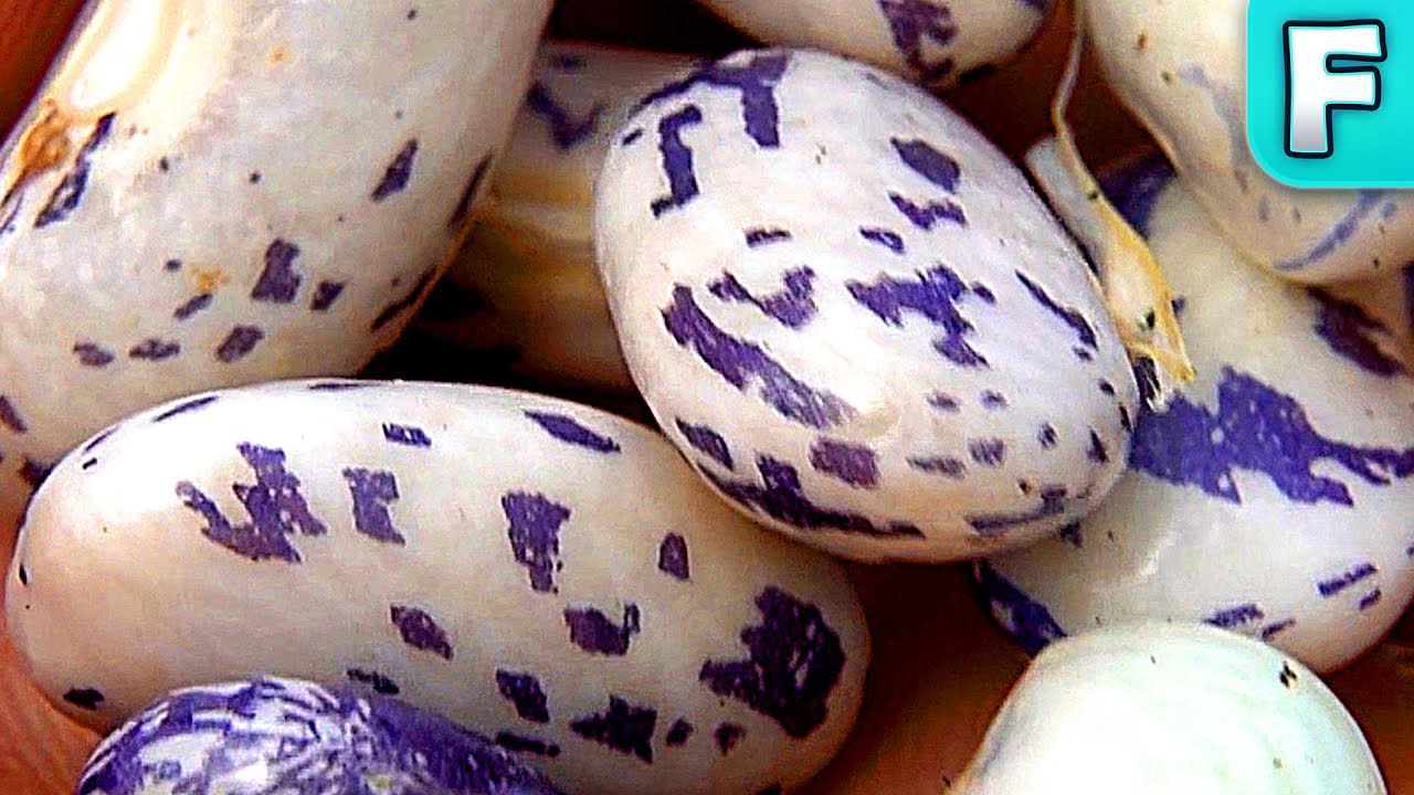 Dragon Tongue Beans | Foods You've Never Heard Of