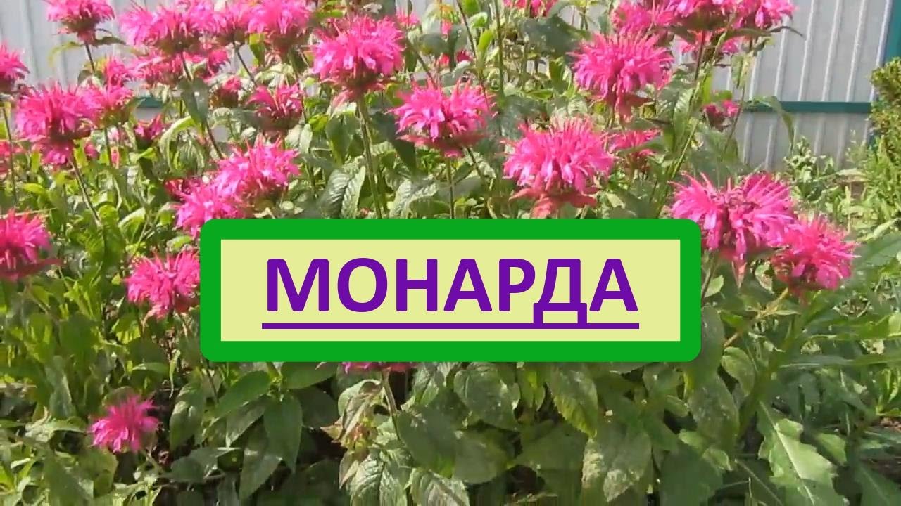 Монарда двойчатая. Описание, уход, размножение монарды, использование