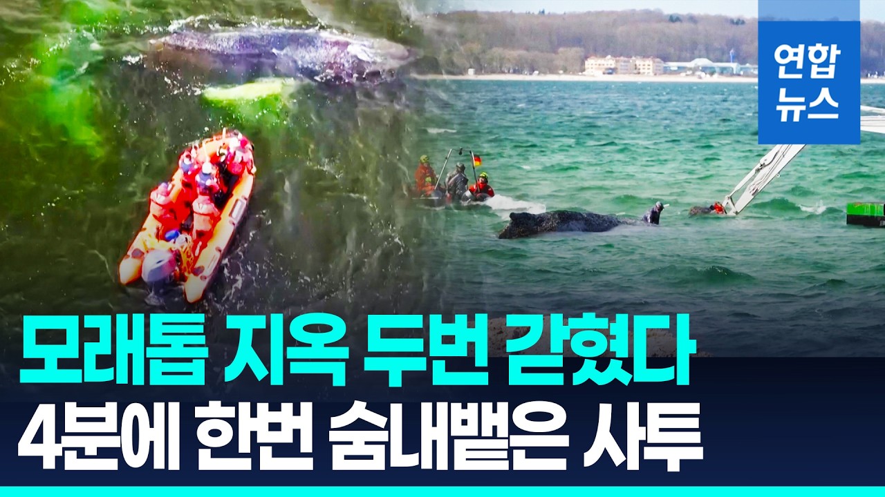 안락사 문턱까지 갔다&hellip;두 번 좌초한 아기 고래의 사투 / 연합뉴스 (Yonhapnews)
