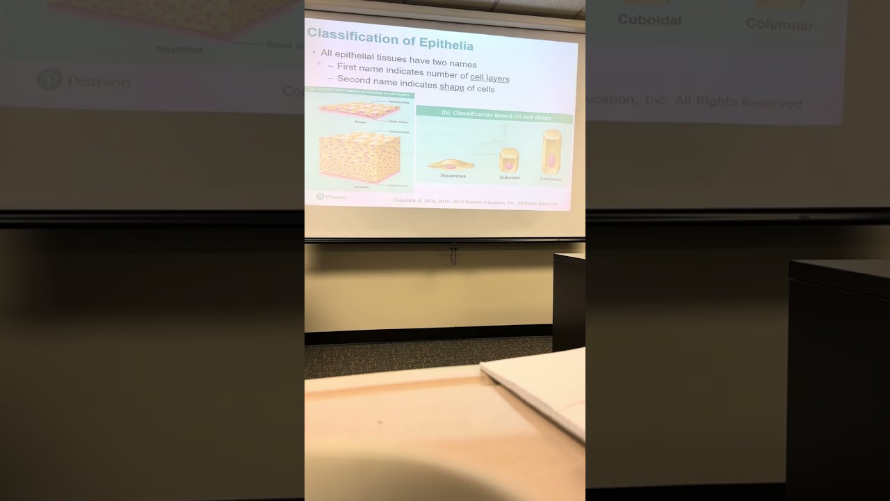 Human anatomy and physiology: Chapter 4