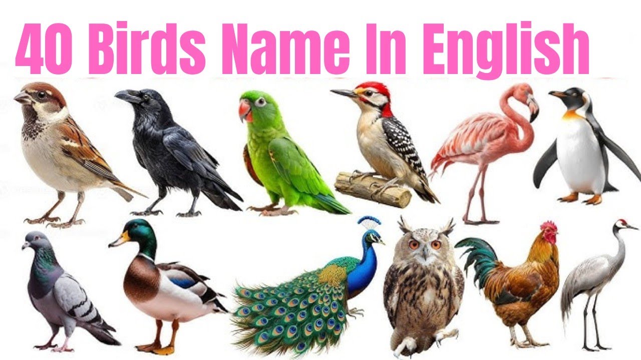 Toddler & Children Learning Video Bird Name | 40 अलग-अलग पक्षियों के नाम सीखें | Birds Name for Kids