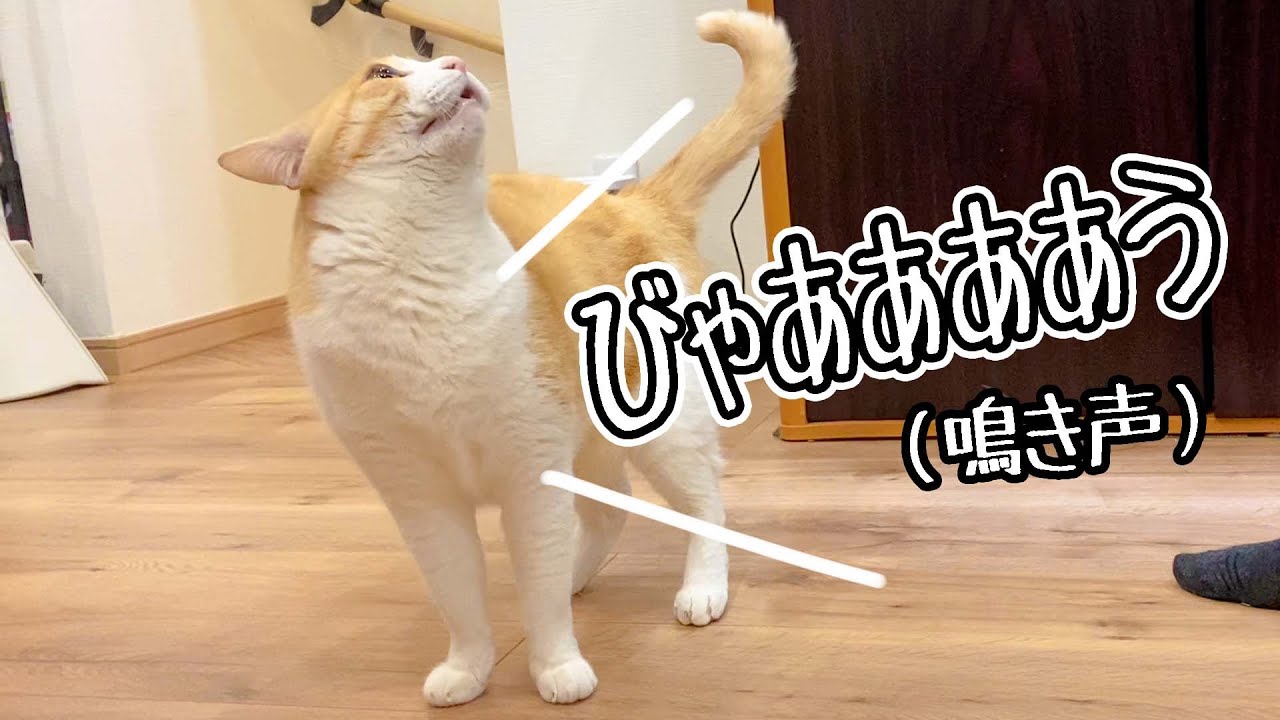 ご飯が欲しいので可愛く鳴いて飼い主におねだりするねこ