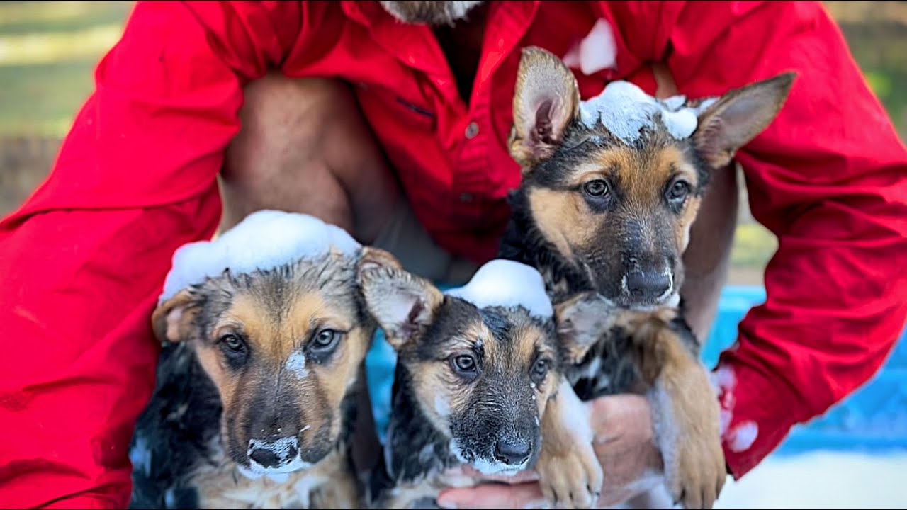 German Shepherd Puppies First Bath