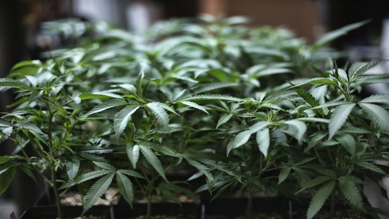 Marijuana in Texas: The Road to Legalization