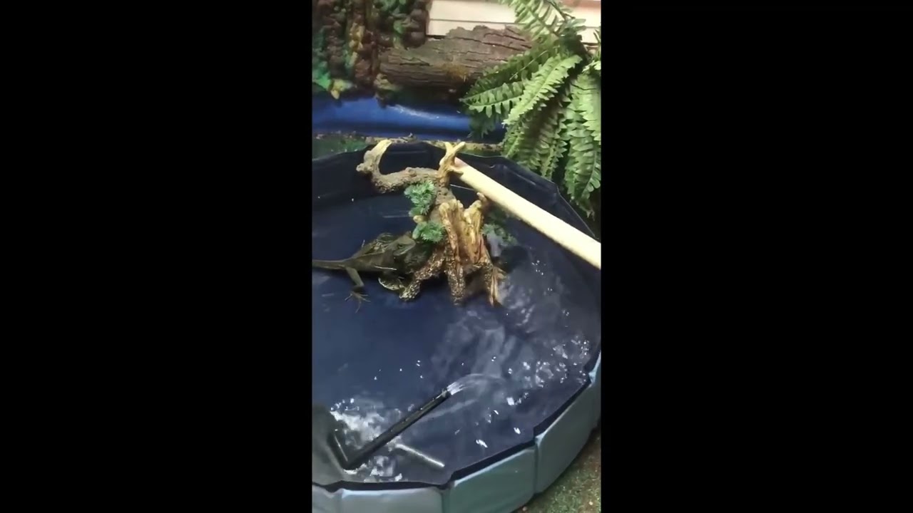 Chinese Water Dragon taking a dip.  Just before going to lay eggs.