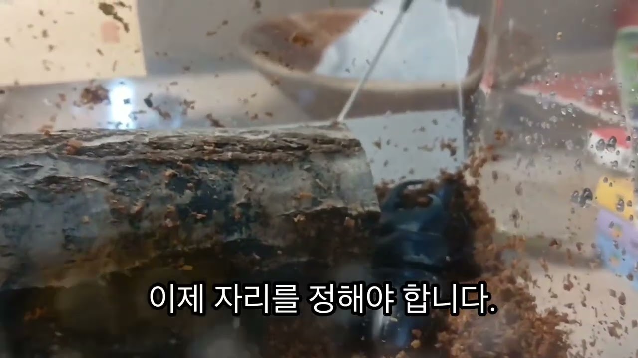 사슴벌레 곶감과 포도,그리고 생집