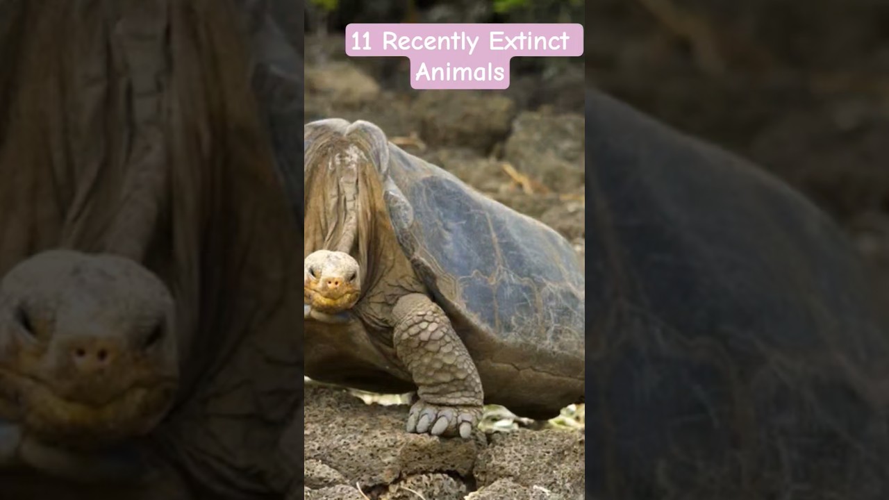 11 Recently Extinct Animals