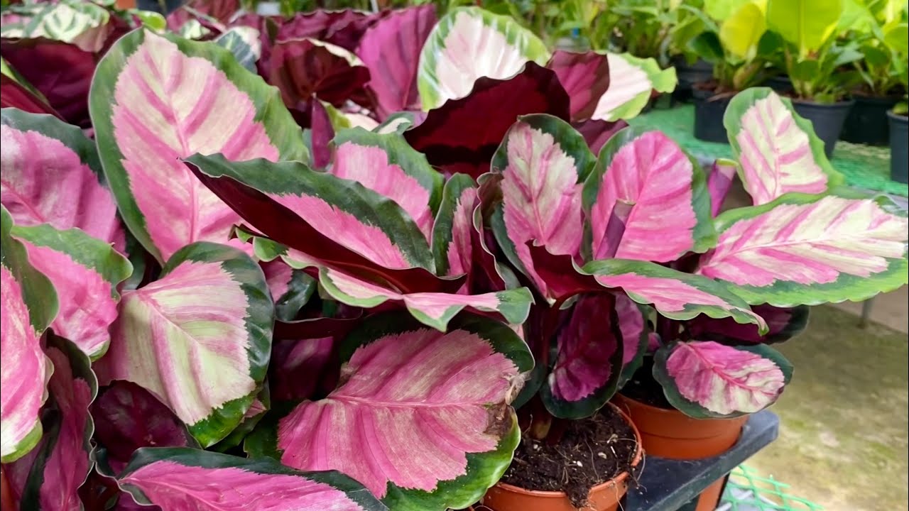 Plantita Journey Vlog #146 || Bought more pots and visited Dhoie’s garden in Silang Cavite🌱🌿😍