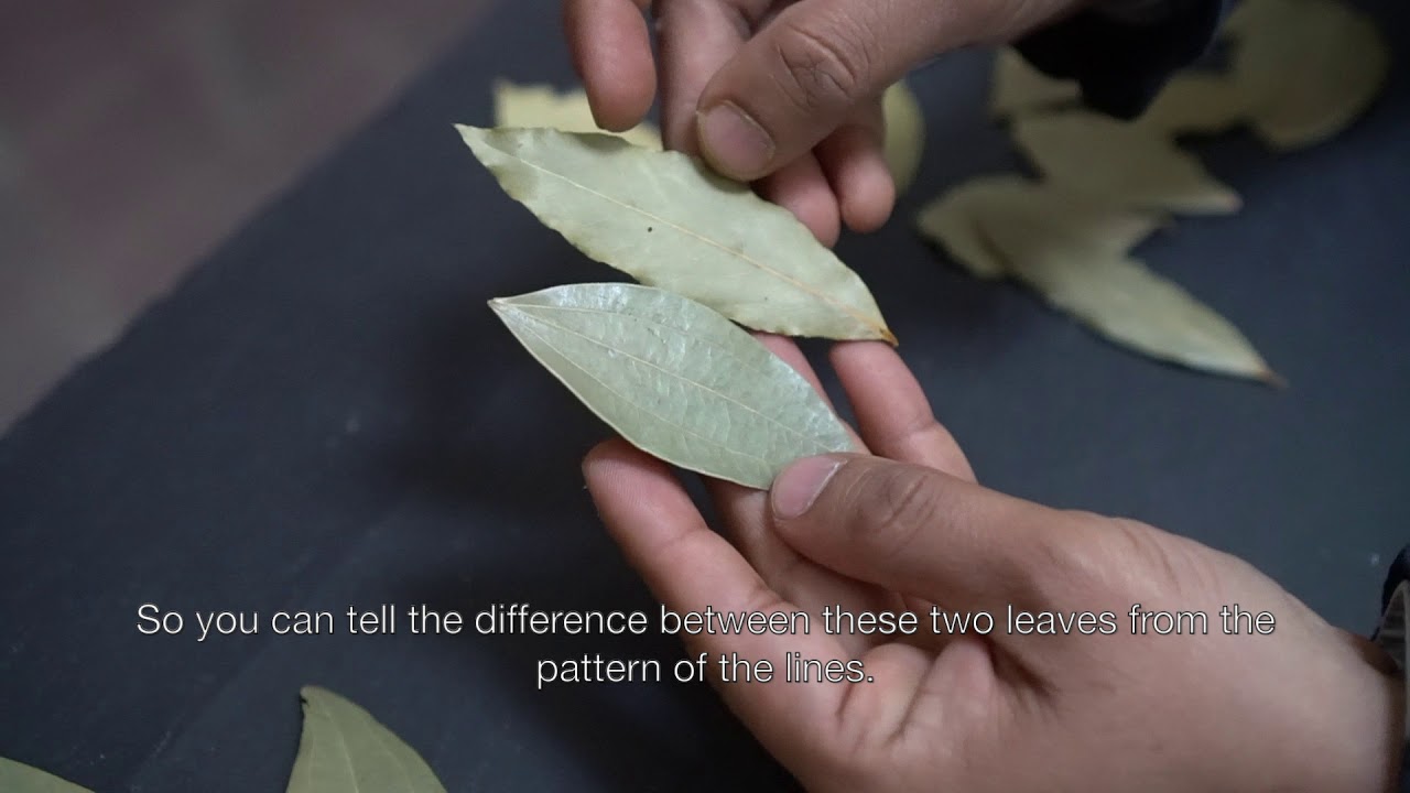 Bay Leaf vs Indian Bay Leaf (Cassia / Tej Patta)