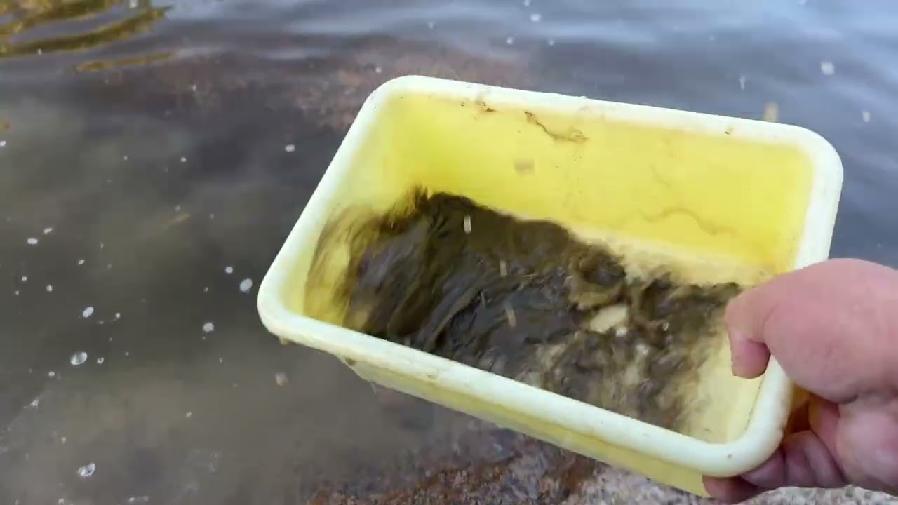 Gold dust in rivers gravel . 