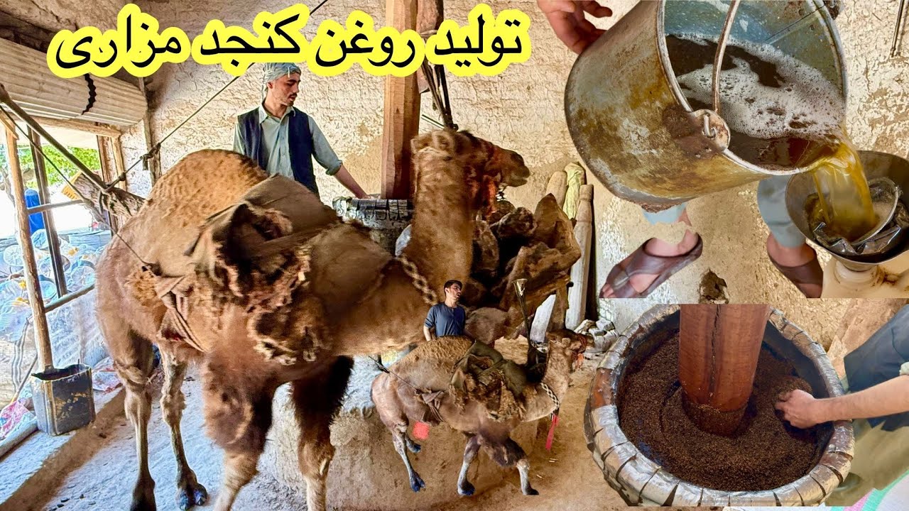 The Ancient Camel-Powered Sesame Oil Extraction in Afghanistan | قدیمی ترین روش تولید روغن کنجت