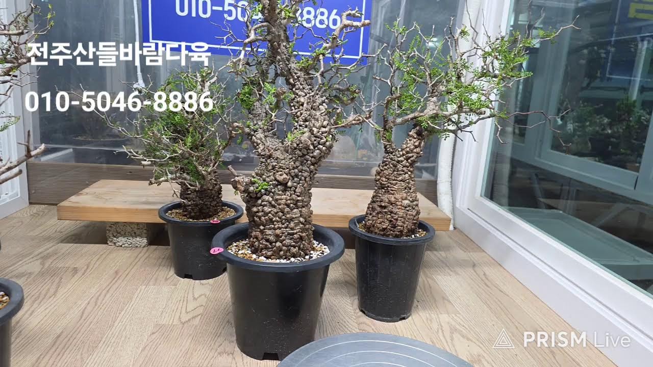 전주산들바람다육 라이브 방송