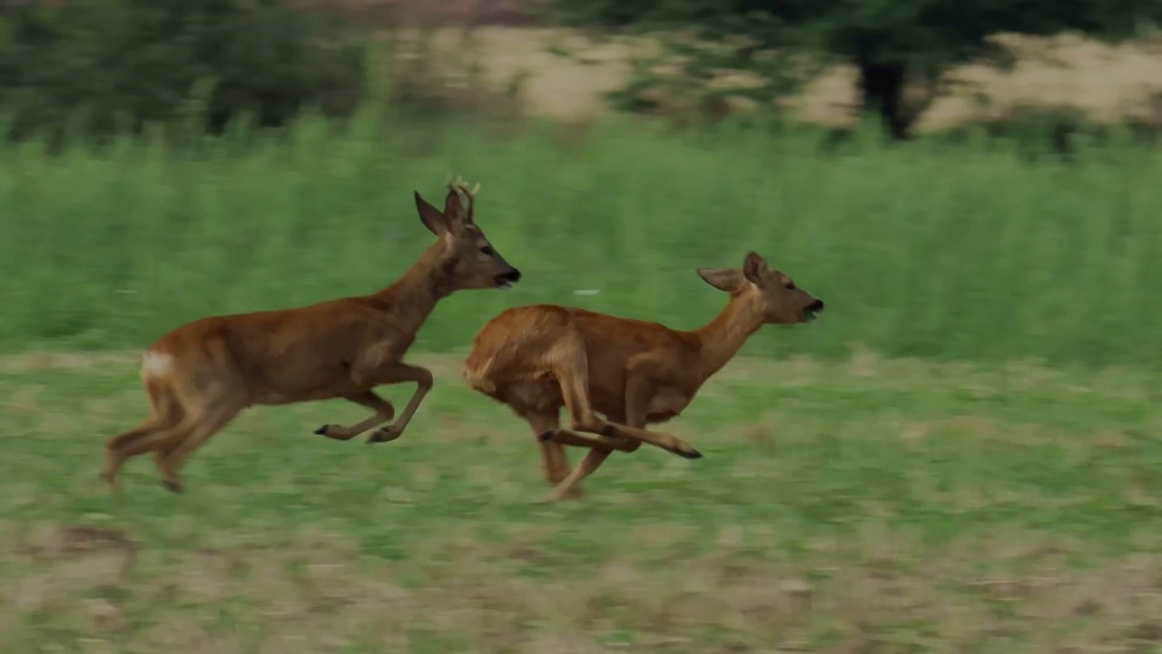 732. Srnec obecný, Roe Deer, Reh, Европейская косуля, Sarna europejska