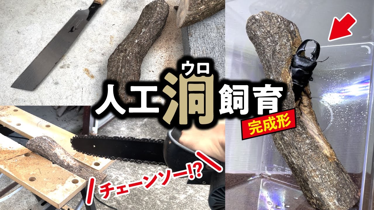 クワガタを“人工洞（ウロ）”で飼育する【スマトラヒラタ】