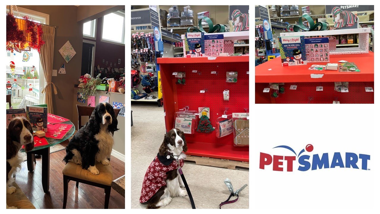 My Dog Goes Shopping For Advent Calendars At PetSmart| Ember The English Springer Spaniel