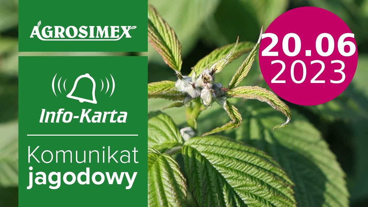 Ważne zabiegi przed kwitnieniem malin jesiennych - komunikat jagodowy | Agrosimex