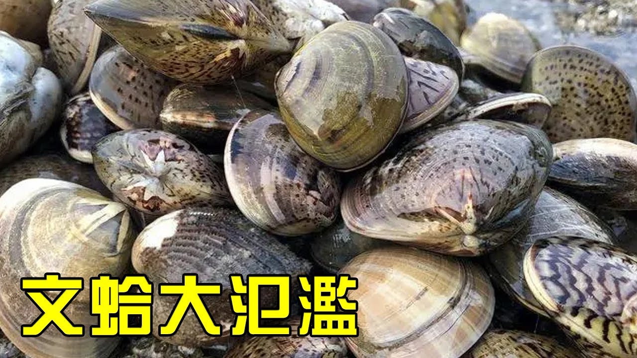 【猛貨合集】小漁去海邊淘沙白，連女兒也上陣，一家人收穫滿滿好幾桶！【漁小仙】