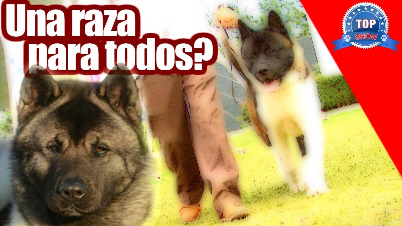 AKITA AMERICANO