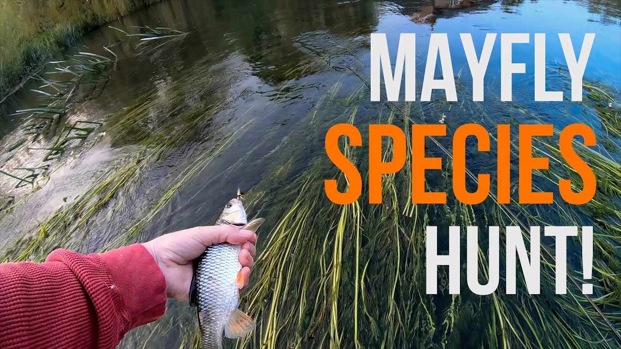 Fishing the mayfly - but species hunting?