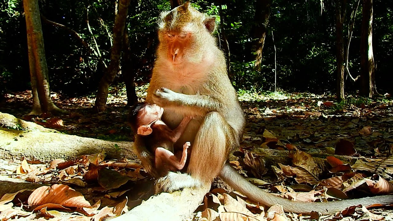 No Adult! The Most Beautiful Mom Anna Has Different Experience To Educate Cute Tiny Baby AMINA Well