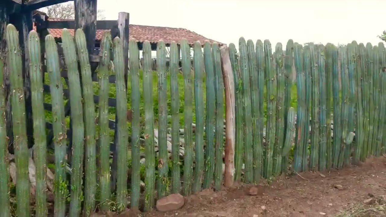 Cerca viva do curral em Fazenda Santana - Madalena-CE
