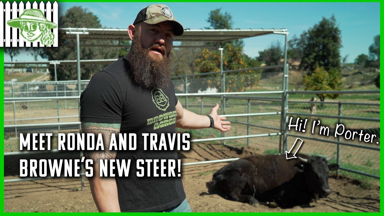 Meet Porter - Ronda Rousey And Travis Browne's New Steer | Browsey Acres