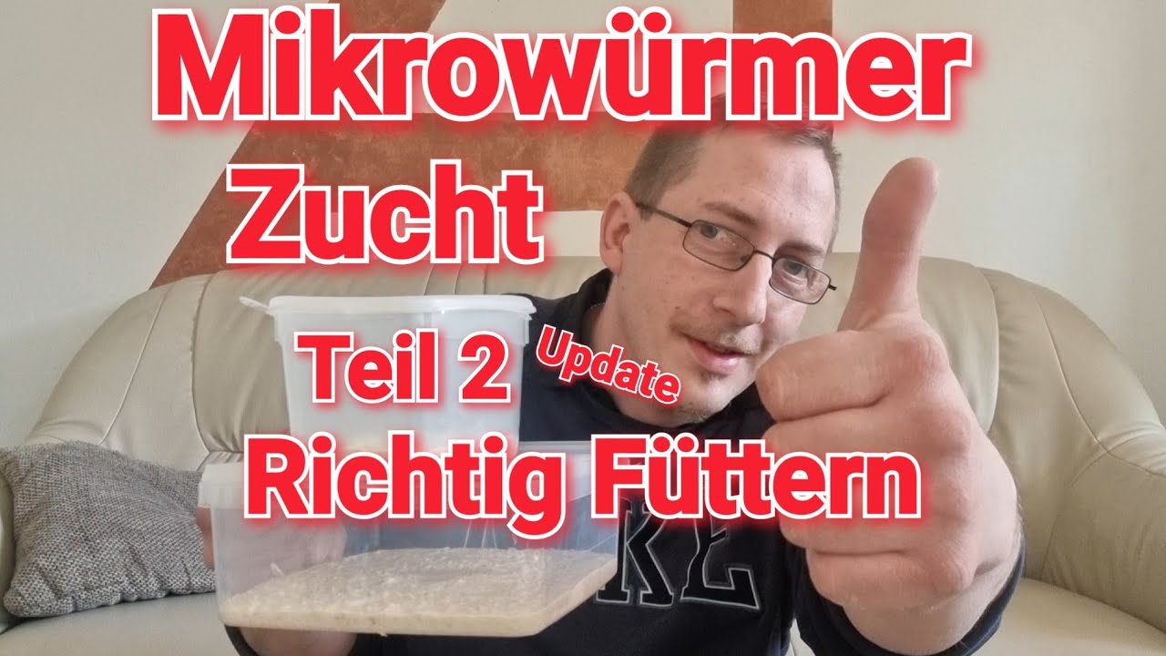 Mikrowürmer Züchten Teil 2 !!  [ Lebendfutter ] ( Panagrellus redivivus ) + Fütterung !!