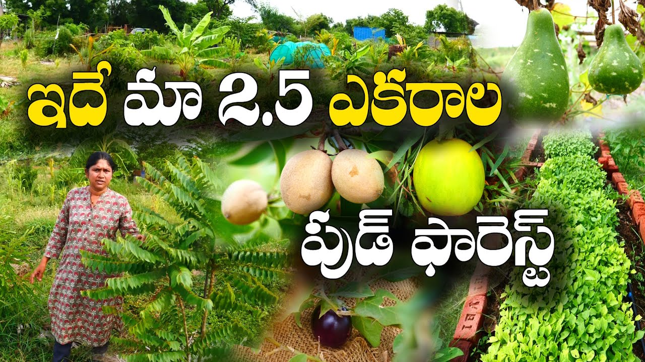 3 ఏళ్లలోనే ఆహార అడవి | తరతరాలకూ స్వచ్ఛమైన ఆహారం | Family Food Forest | Deepa