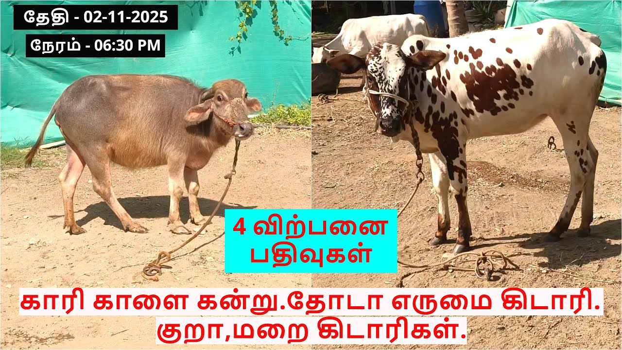 4-விற்பனை பதிவுகள்.காரி காளை கன்று.தோடா எருமை கிடாரி.குறா,மறை கிடாரிகள்.