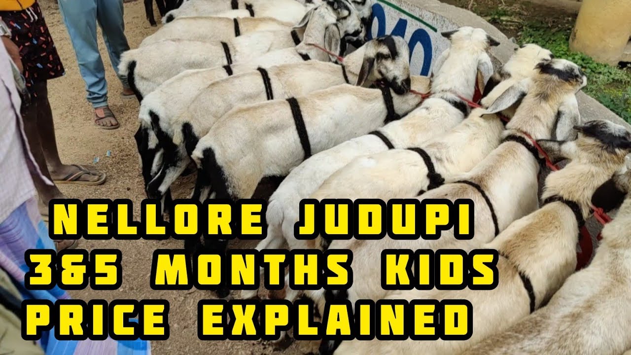 BAIREDDIPALLE SHEEPS MARKET  (3 to 5 month kids prices)  #nellore #biggest #sheeps #sheepfarming