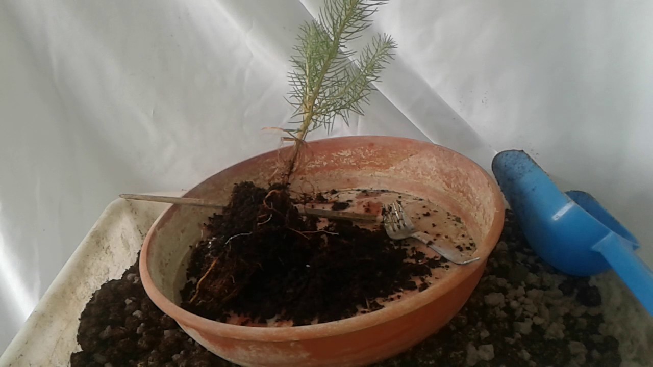 Transplante de Pino piñonero