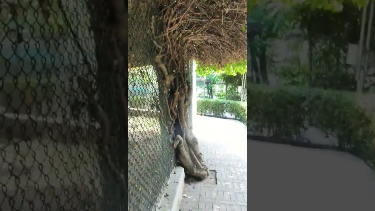 Bagh-e Naran Birds || Bagh e Naran ke Zoo #peshawar #khyberpakhtunkhwa #pakistan #zoo #park #naran