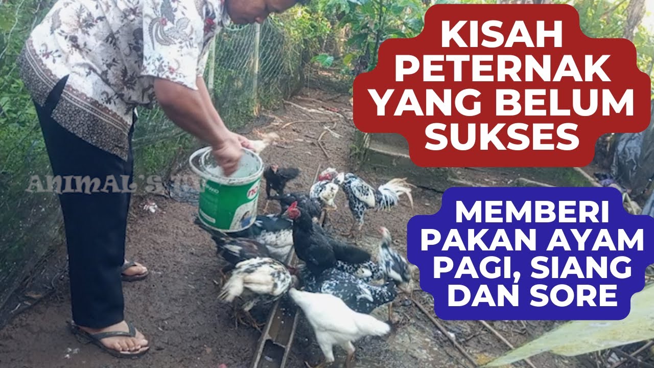 Cerita singkat Wiraswasta yang belum sukses dan menekuni ternak ayam kampung! berharap bisa sukses!