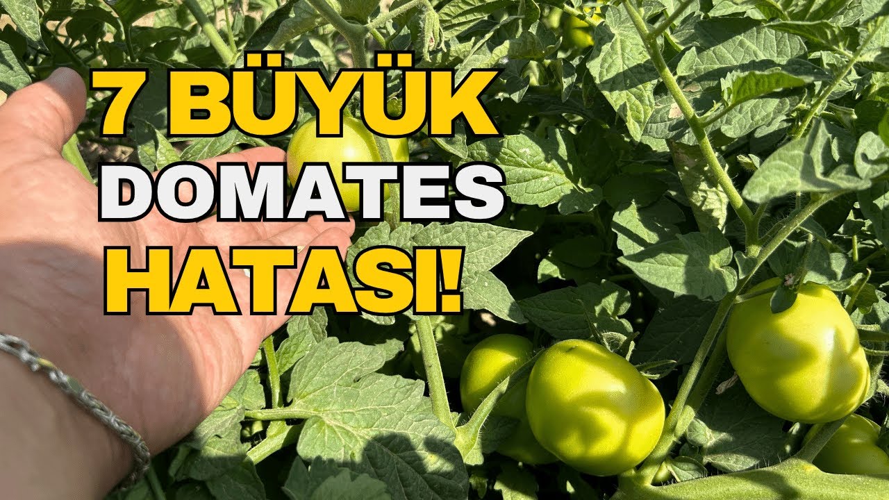 Salkım Salkım Domates İçin Bu ‘7 Hatayı’ ASLA YAPMA!