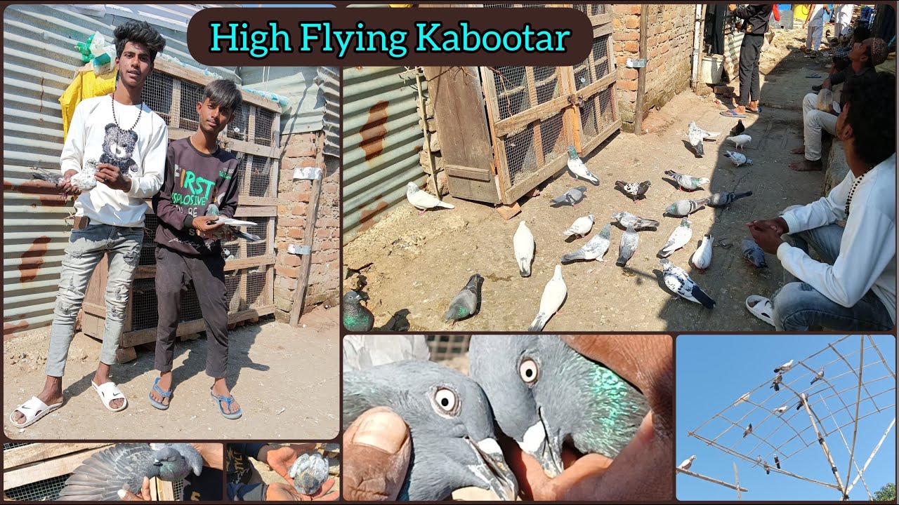 High Flying Kaootar // उड़ने वाले कबूतर // & Breeding //Pigeon loft