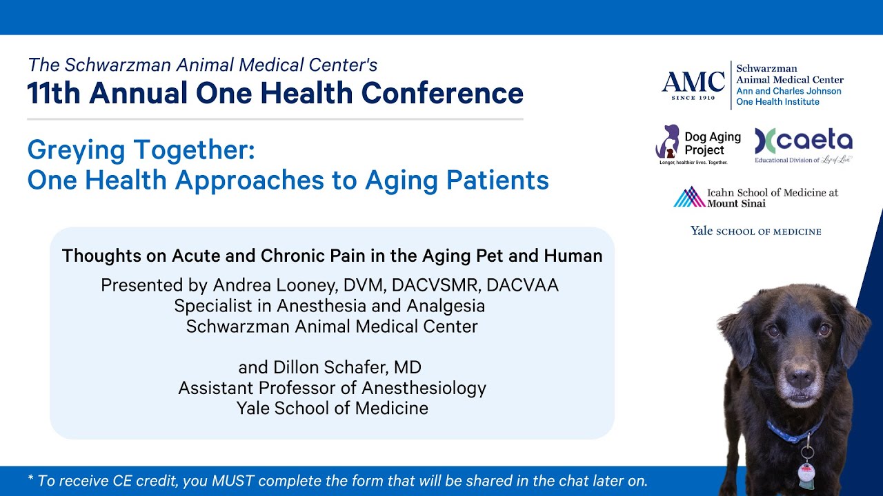 Thoughts on Acute and Chronic Pain with Dr. Andrea Looney & Dr. Dillon Schafer