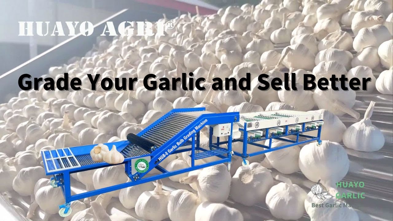 HGB-8 Garlic Bulb Sorting Machine Sorting Bulb with 6 sizes automaticlly before selling