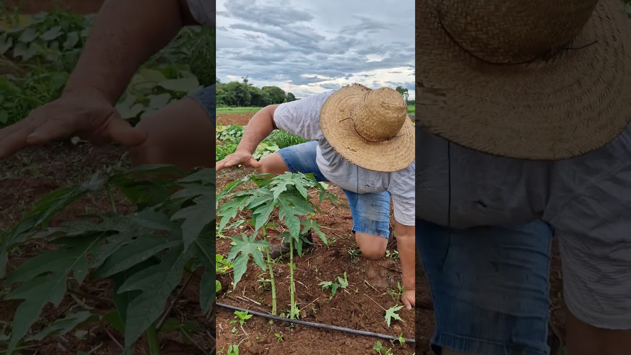 Manejo no plantio de mam&atilde;o #agro #ro&ccedil;a #campo #solo