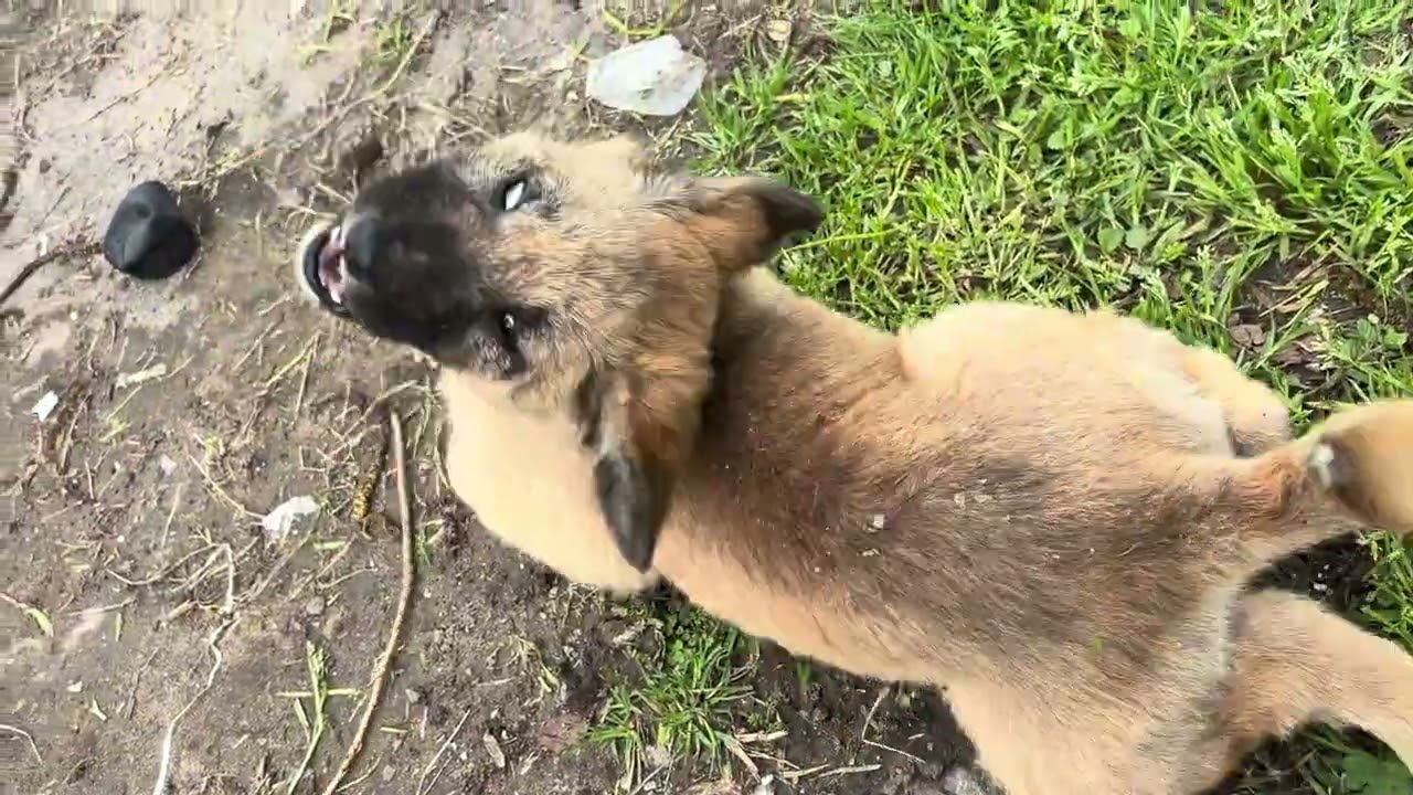 cute puppy wanted to play