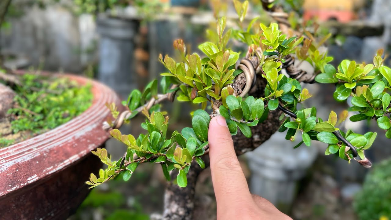 CHUYÊN MỤC  LÀM TAY CÀNH HẢI CHÂU TỪ PHÔI