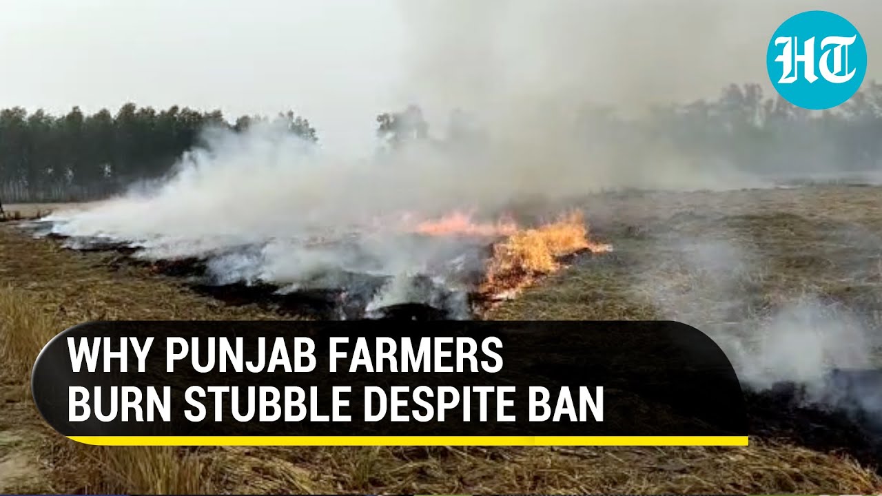 As Delhi pollution rises, Punjab farmers explain why they're still burning crop stubble