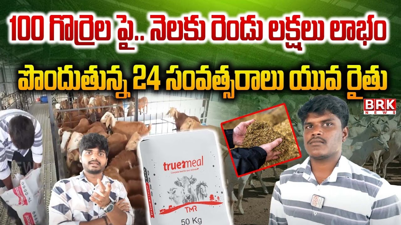 గొర్రెల పెంపకంతో లక్షల్లో లాభం | TMR Sheep Farming Dairy Farm | @BRKRythuAnna