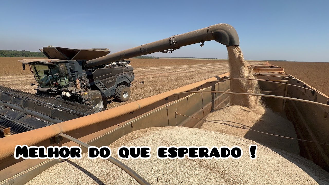 Ep 319 colheita de gergelim com as Fendt !