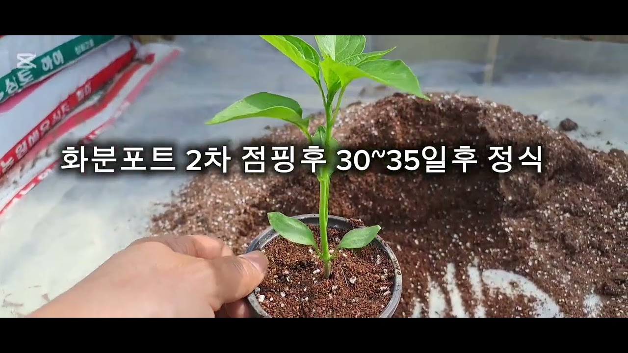 고추모종 화분포트 2차 점핑