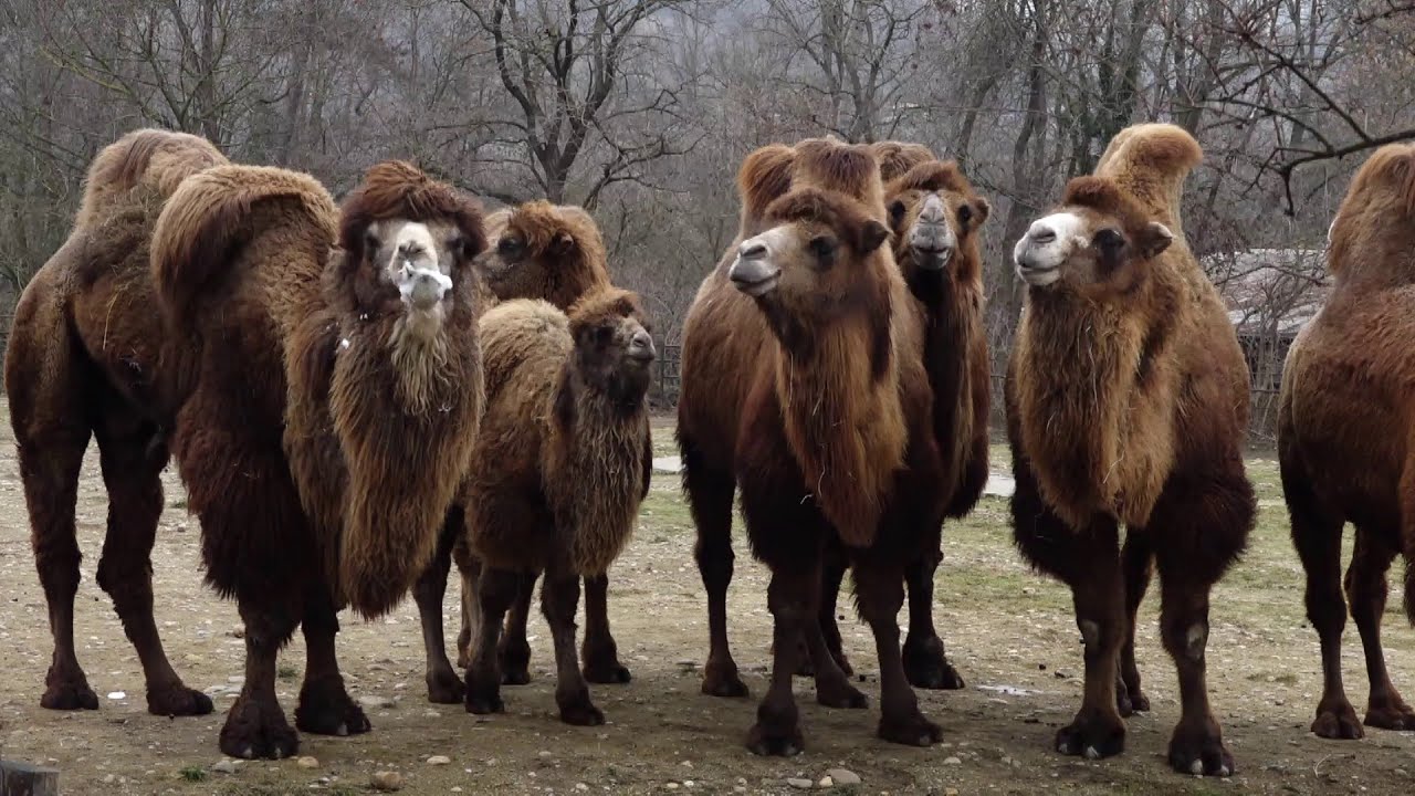 Zvl&aacute;d&aacute; vedro i mrazy: Velbloud dvouhrb&yacute; je jedn&iacute;m z nejstar&scaron;&iacute;ch rezidentů v pražsk&eacute; zoo